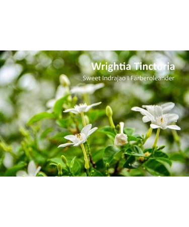 Sorion Cream Sensitive - Ayurvedic Treatment for Skin Irritation, Neurodermatitis, Psoriasis - Buy Online on GoSupps.com