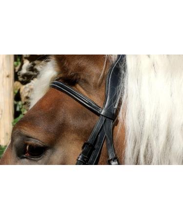 Shop Bridle Brilon X Noseband - Full Coldblood Extra Large Black Soft Leather | Tysons XX Full - International Shipping Available - Buy Online on GoSupps.com