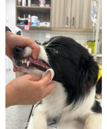 VETRADENT Dental Wipes for Dogs & Cats - Freshens Breath Reduces Plaque & Tartar with Biotrate Technology for Oral Hygiene Soft and Disposable Teeth & Gum Cleaning Wipes Made in USA - Buy Online on GoSupps.com