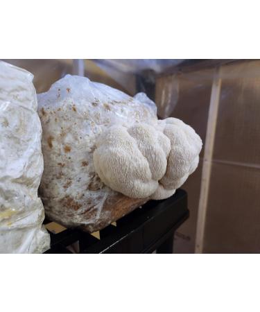 Lion's Mane | Live Liquid Mushroom Culture Syringe | Premium Commercial Grade | Gourmet/Medicinal Mushroom | Improve Memory and Depression | Contamination Free | Grow at Home | LABSIDE Industries - Buy Online on GoSupps.com