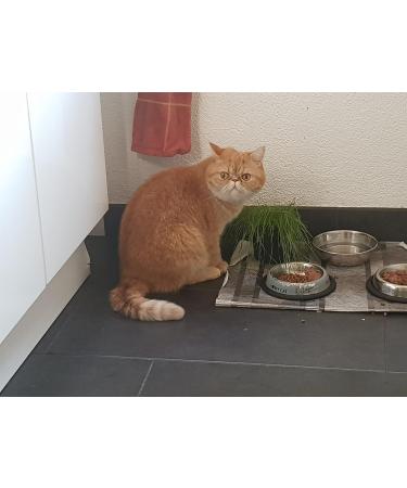 Glaeser Easygreen Cat Grass 1.20 m | Dietary Supplements for Cats | Hairball Relief & Stomach Cleaning for Indoor Cats - Buy Online on GoSupps.com