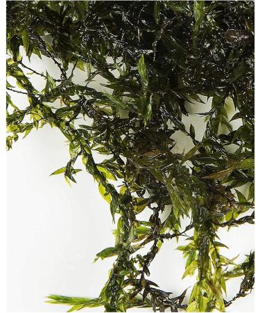 Mixed Native Oxygenating Weed with Lead Weights for 2 Meter Squared of Cover. - Buy Online on GoSupps.com