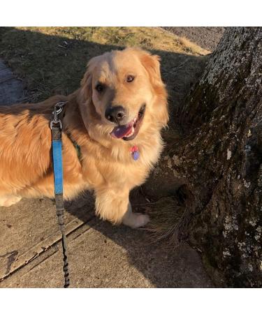 BOBOZHONG Leash Swivel Snap Hooks 12 Pcs 360 Swivel Trigger Clips Heavy Duty Snap Hooks Collar Swivel Snap Hooks Dog Lead Clip Pet Keychain for Dog Leash Collar Webbing Home Outdoor Camping Picnic - Buy Online on GoSupps.com