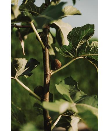 1kg of dried organic figs without additives from Spain NEW HARVEST natural figs of the best organic quality - Buy Online on GoSupps.com