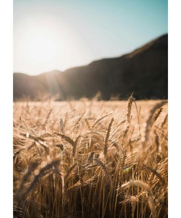 Buy Kamelur Organic Whole Grain Couscous (1kg) - Delicious Organic Whole Wheat Semolina for Healthy Cooking - International Shipping Available - Buy Online on GoSupps.com