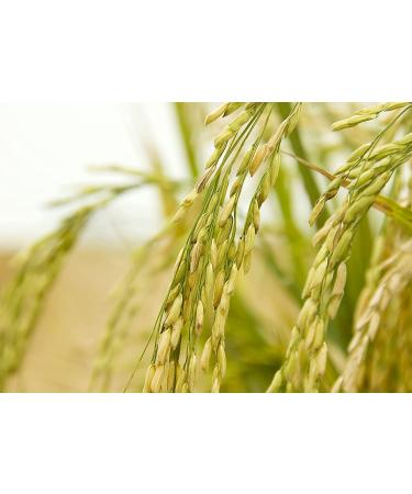 6 lbs Jasmine Brown Rice: Whole-Grain Thai Rice, Vegan, Kosher, High Fiber, Side Dish - Buy Online on GoSupps.com