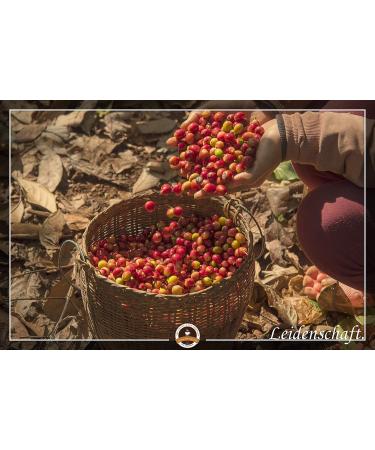  C&T African Coffee Specialty - Tanzania Kilimanjaro Country Coffee - High Coffee - Low Acid - Sweet And Fresh Grilled (Whole Beans 2 x 1000g) - Buy Online on GoSupps.com