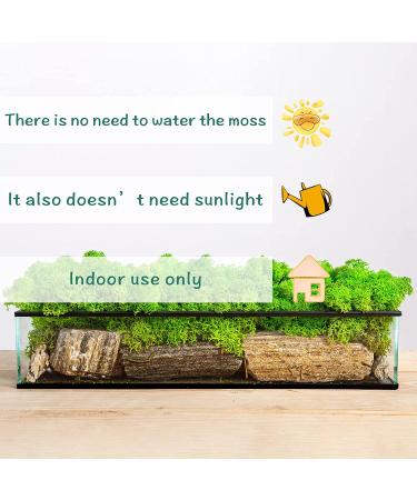 Neptten Preserved Moss for Fairy Garden - Versatile Chartreuse 3oz Decor Moss for Limitless Creativity! - Buy Online on GoSupps.com