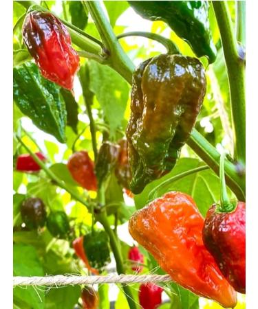 Weymouth 51 Allotment Special Hot Chili Sauce 220ml - 51 Hand-Picked Chillies - End of Season Ferment - Buy Online on GoSupps.com