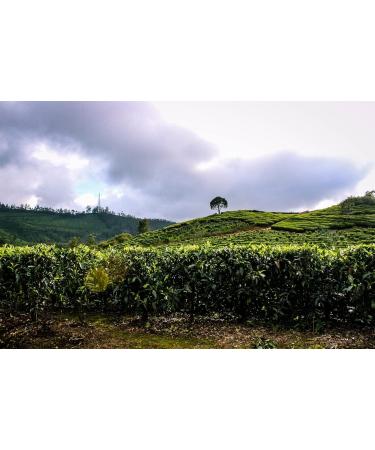  AMA-Feinkost Assam TGFOP1 Decaffeinated black tea 100 g - Buy Online on GoSupps.com