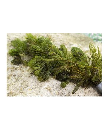 Mixed Native Oxygenating Weed with Lead Weights for 2 Meter Squared of Cover. - Buy Online on GoSupps.com