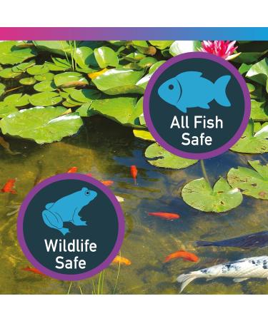 NT Labs Pond Bacterad Pond Fish Medicine Anti-Ulcer Fin-Rot & Flukes Use When Fish Show Symptoms of Fin Rot Mouth Rot Red Blotches Missing Scales or Clamped Fins 1 l (Pack of 1) - Buy Online on GoSupps.com