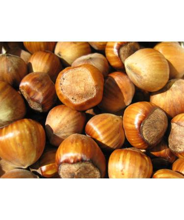 In Shell Filberts (Hazelnuts) - 5 lb.