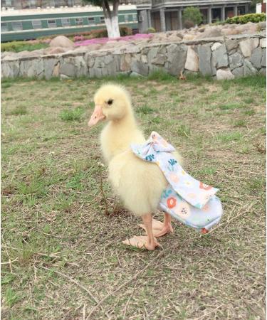 Hezhuo Duck and Chicken Diapers - Waterproof and Adjustable, Washable and Reusable - Poultry Supplies for Ducks, Chickens, and Geese (S 0.1kg-0.2kg) - Buy Online on GoSupps.com