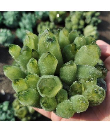 Stone 1pcs 400-500g Natural Green Ghost Phantom Quartz Crystal Cluster Specimen Crystal Cluster - Buy Online on GoSupps.com