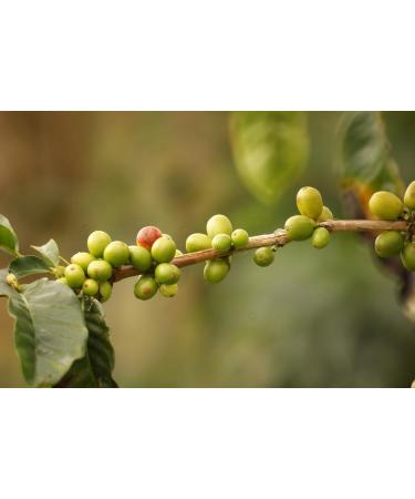  The Coffe and Tea Company Wild Caf Coffee Beans from Ethiopia 250g - Buy Online on GoSupps.com