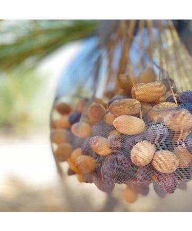 NABALI FAUMAST Medjool Dates - 100% Natural & Aromatic - Sweet Honey Caramel Flavor - 1kg Pack - Imported from Palestine - International Shipping Available - Buy Online on GoSupps.com