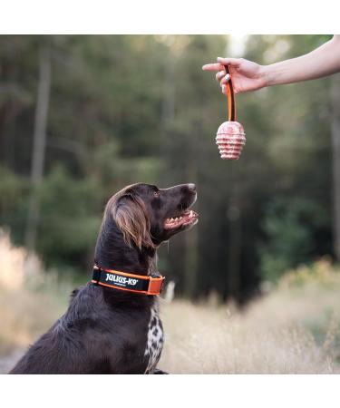 Julius-K9 Color & Gray Collar with Handle Safety Lock & Interchangeable Patch 40mm (38-53cm) - Orange Gray - Buy Online on GoSupps.com