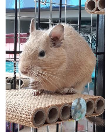 Good Degu Carrot Cubes- Degu treats 2-pack - Buy Online on GoSupps.com