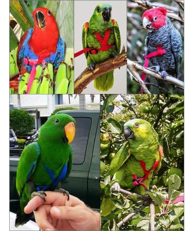 Aviator Bird Harness & Leash USA Made Parrot & Bird Flight Gear in Green - Buy Online on GoSupps.com