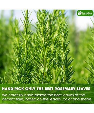 Lavendium Premium 30 Rosemary Tea Bags 100% Natural & Pure from Rosemary Leaves. Loose Leaf Rosemary Herbal Tea. Made with Natural Material Tea Bags. No Sugar No Caffeine No Gluten Vegan. - Buy Online on GoSupps.com