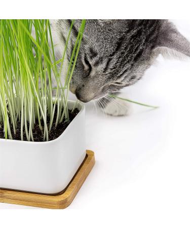 Buy PfotoLymp Cat Grass Re-Plant Set - Wheat Grass Seed & Earth for DIY Cat Grass in Porcelain Bowls - Buy Online on GoSupps.com