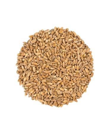 Organic Italian Pearled Farro 1lb - Kosher Vegan Grain | High Fiber | Bulk Pack - Buy Online on GoSupps.com