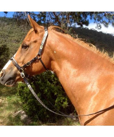 Adjustable Horse Halter - Heavy Duty Tied Halter Adjustable Horse Safety Halter Padded Nylon Colorful Comfortable Horse Halter for Horse Care Training Equestrian Dalian Black - Buy Online on GoSupps.com