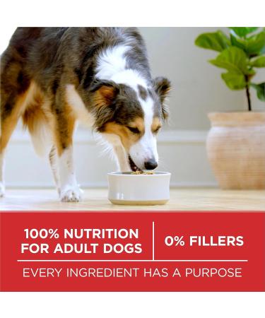 Purina ONE Dry Dog Food Lamb & Rice - 1.81 kg Bag 1.81 kg (Pack of 1) Dry Dog Food - Buy Online on GoSupps.com