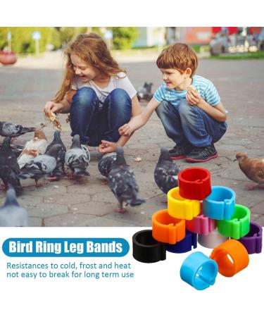Weewooday 300 Pieces 8 mm Bird Ring Leg Bands Plastic Multi-Colour Pigeon Foot Bands Clip on Leg Rings for Chicks Bantam Finch Dove Lovebird Quail Small Poultry - Buy Online on GoSupps.com
