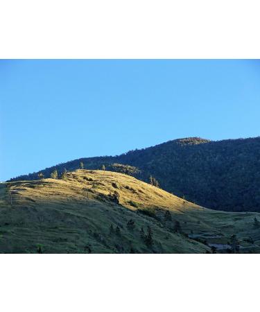 C&T Jamaica Blue Mountain Coffee AA Wallenford Estate | 500g Whole Bean Pure | Single Origin Jamaican Rarity Whole Bean Coffee - Buy Online on GoSupps.com