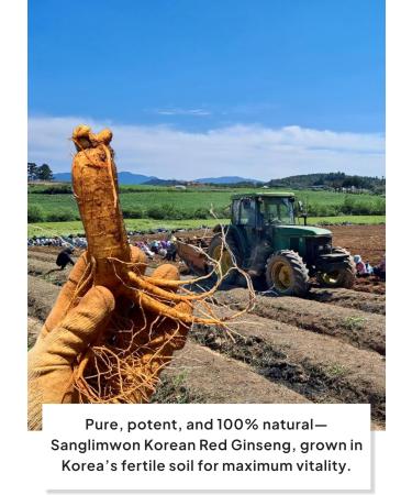 Korean Food Sanglimwon Red Ginseng Gold Stick 7mg Ginsenosides 30 Sticks Korean Panax Ginseng Extract for Vitality and Wellness Total 300ml (10.14 fl oz) Gold 30 Sticks - Buy Online on GoSupps.com