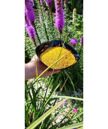 Pollen | Bee Pollen 0.5 kg from Poland. | PREMIUM | Natural raw no additives | Made by bees - Buy Online on GoSupps.com