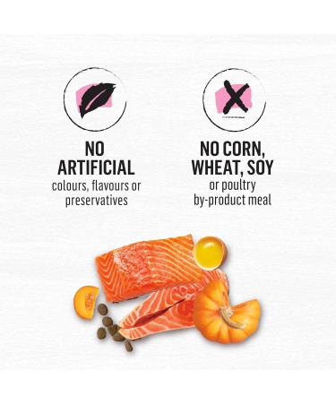 Beyond Superfood Blend Natural Dry Dog Food Wild Caught Salmon Egg & Pumpkin - 1.67 kg Bag 1.67 kg (Pack of 1) Dog Food - Buy Online on GoSupps.com