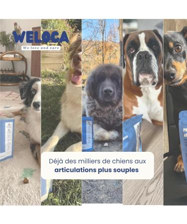 Dog osteoarthritis - 120 bites - 11 natural active ingredients (including glucosamine chondroitin green lipped mussel MSM devil's claw) - Anti-inflammatory - Highly dosed - Dog food supplement - Buy Online on GoSupps.com