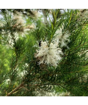 100% Pure Tea Tree Oil - Therapeutic Grade - Direct from Arulussa Farms Zambia - Bulk Essential Oils (15ml - Buy Online on GoSupps.com