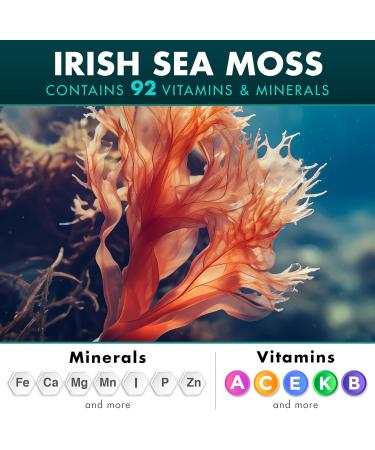 Sea Moss Bundle Wildcrafted Irish Sea Moss Capsules with Burdock Root Bladderwrack Muira Puama + Seamoss Black Seed Oil Ashwagandha & Ginger 360 Vegan Capsules - Buy Online on GoSupps.com