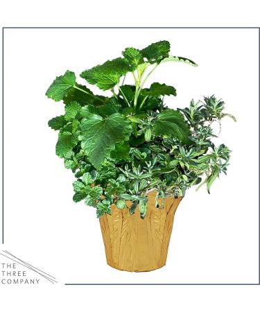Live Aromatic Herb Combo in Decorative Cover - Stress Reliever with Lemon Balm, Lavender, and Mint - 12 Tall x 6 Wide - 1.25 Quart Pot - Buy Online on GoSupps.com