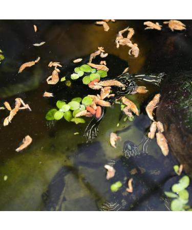 JBL Proterra CRUSTARUS 2 5l - Buy Online on GoSupps.com