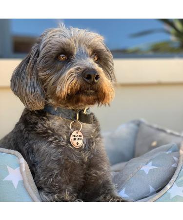 MyLuckytag Stainless Steel QR Code Pet ID for Cats - Instant Location Alerts & Online Profile - Help Me I'm Lost - Redgold - Buy Online on GoSupps.com