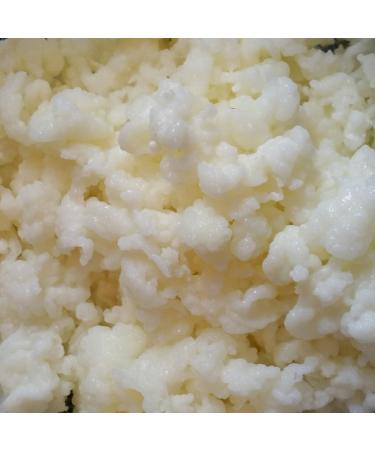 Milk Kefir Grains Live Raw Organic Probiotics BULGAROS