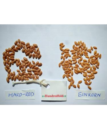 Hundredfold 4oz (116g) Organic Whole Grain Ancient Einkorn Wheat - Non-GMO Canada Grown Excellent for Weight-watchers Vegans & Vegetarians - Buy Online on GoSupps.com