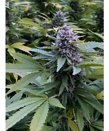 Wallace Organic Wonder Soluble Seaweed Powder Organic Fertilizer (5 Pounds) - Buy Online on GoSupps.com