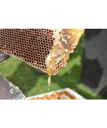 ImkerPur forest honey 1200 g cold spun sweetened with a fine fir note - Buy Online on GoSupps.com