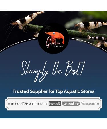 Gioia Shrimp - Gioia Shrimp - Pack of 12 Catappa lollies - Buy Online on GoSupps.com