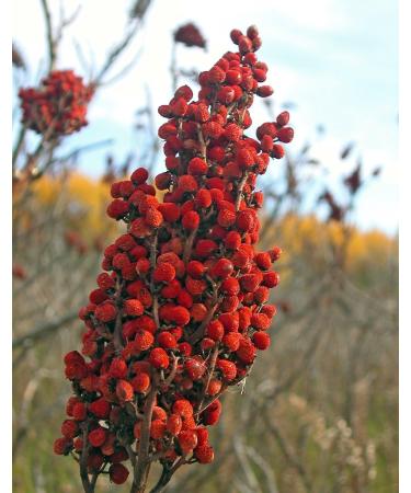 Aksoy Premium Ground Sumac 1KG - Authentic Turkish Spice Blend | 1.0 Kilograms - Buy Online on GoSupps.com