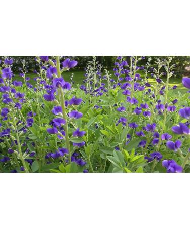 Indigo Powder (INDIGOFERA TINCTORIA) For Hair (PACK OF 2) (200 Grms) 0.44 LB (External Use) - Buy Online on GoSupps.com