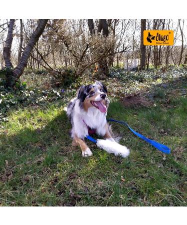 Premium Dingo Dog Toys - Real Lambskin Grip Toys for Training & Motivation - Blue Long Handle 15583 - Buy Online on GoSupps.com