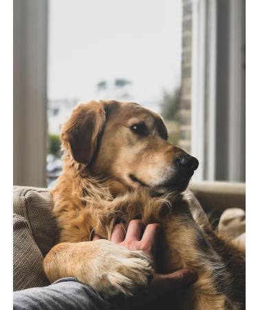 Dibossco Colloidal silver as pets 25 ppm colloidal silver Colloidal silver for animals To improve and care for the skin and wounds of our dogs and cats Each bottle contains 100 ml - Buy Online on GoSupps.com