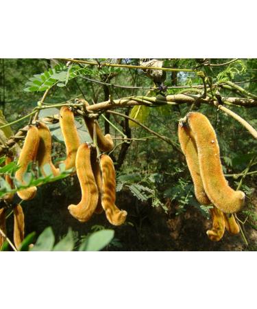 Buy Velvet Beans Seeds - Mucuna Pruriens Extract for Mood Support - 2 Bottles 120 Capsules - Premium Dried Seeds & Powder - Buy Online on GoSupps.com